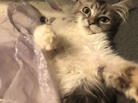 Maine Coon Kitten auszugbereit