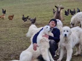 Pyrenäen Berghunde – Herdenschutzhunde