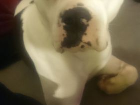 Sehr dringend und nur Frauchen!!!