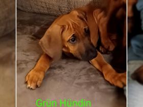 Rhodesien Ridgeback Welpen