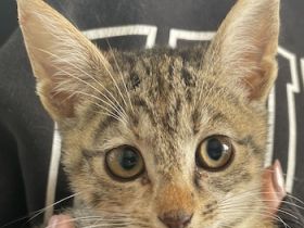 Lutzi, geb. ca. 08/2023, lebt in GRIECHENLAND, auf einer privaten Pflegestelle