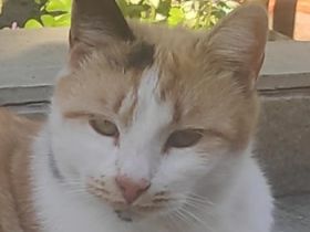 Lora, geb. ca. 05/2020, lebt in GRIECHENLAND, auf einer privaten Pflegestelle