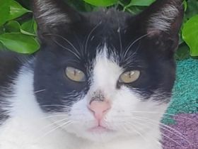 Leono, geb. ca. 05/2020, lebt in GRIECHENLAND, auf einer privaten Pflegestelle