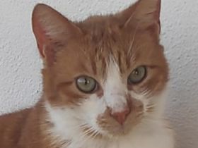 Benjico, geb. ca. 04/2021, lebt in GRIECHENLAND, auf einer privaten Pflegestelle