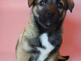 Labrador/ Australien Kelpie Mischlingswelpen