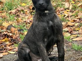 Wunderschöner x herder Welpe