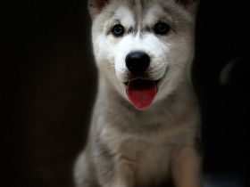 Hunde Welpen Siberian Husky 9 Wochen alt, Eltern reinrassige Siberian Husky mit Stammbaum,