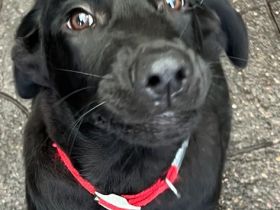 Flat Coated Retriever/ Labrador Welpen
