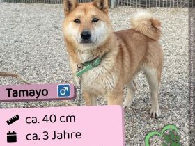 Tamayo - Angsthund - Shiba Inu-Mischling