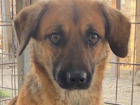 Lunia, geb. ca. 01/2022, lebt in GRIECHENLAND, im städt. Tierheim Serres