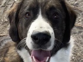 Madison, geb. ca. 01/2022, lebt in GRIECHENLAND, auf einer privaten Pflegestelle