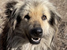 Mandy Lou geb. ca. 11/2020, lebt in GRIECHENLAND, auf einer privaten Pflegestelle