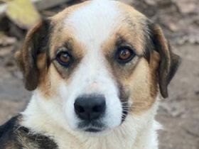 Miraya, geb. ca. 08/2020, lebt in GRIECHENLAND, im städt. Tierheim Serres