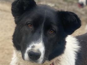 Pallene, geb. ca. 02/2021, lebt in GRIECHENLAND, im städt. Tierheim Serres