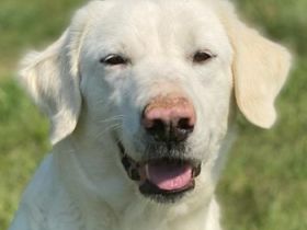 Queenie, geb. ca. 03/2020, lebt in GRIECHENLAND, auf einer privaten Pflegestelle