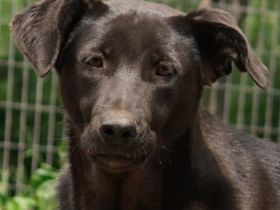 Romira, geb. ca. 06/2022, lebt in GRIECHENLAND, auf einer privaten Pflegestelle