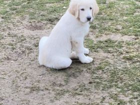 Kuvacz-Pyrenäenberghund Welpen