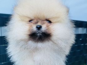Pomeranian Welpen