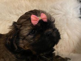Reinrassige Shih-Tzu Welpen mit Ahnentafel