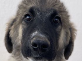 Groot, geb. ca. 07/2023, lebt in GRIECHENLAND, auf einer privaten Pflegestelle