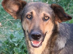 Violetta, geb. ca. 09/2018, lebt in GRIECHENLAND, im städt. Tierheim Serres