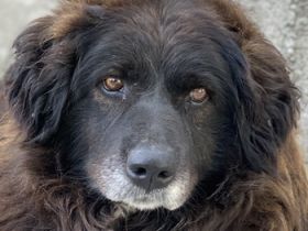 Zoraya, geb. ca. 07/2016, lebt in GRIECHENLAND, im städt. Tierheim Serres