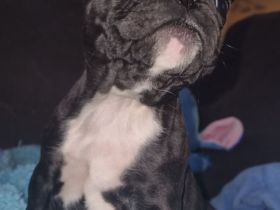 Welpen Französische Bulldogge