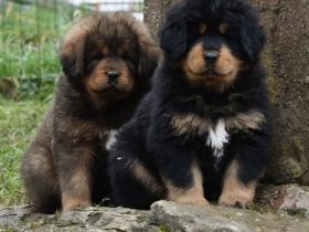 Tibet Welpen Do-khyi