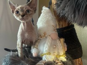 Devon Rex Kitten