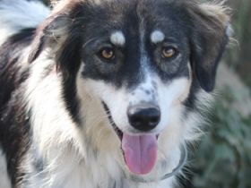 Valonca, geb. ca. 04/2022, lebt in GRIECHENLAND, im städt. Tierheim Serres