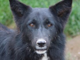 Brooklyn, geb. ca. 08/2020, lebt in GRIECHENLAND, im städt. Tierheim Serres