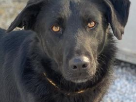 Dakar, geb. ca. 01/2019, lebt in GRIECHENLAND, im städt. Tierheim Serres