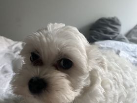 Malteser Welpen