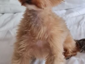 Teddy - Biete Deckrüden an