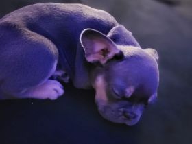 Französische bulldogge welpen