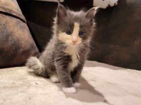 "Delilah" - süßes Maine Coon Kätzchen mit Stammbaum in der tollen Farbe blue tortie + white