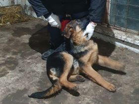 Echter Deutscher Schäferhund