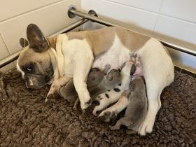 Gesunde Sportliche Französische Bulldoggen Welpen aus Seriöser Familien Zucht!