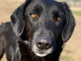 Africa, geb. ca. 01/2019, lebt in GRIECHENLAND, im städt. Tierheim Serres