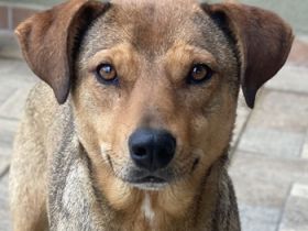 Anna, geb. ca. 03/2021, lebt in GRIECHENLAND, bei Kassiani in Serres