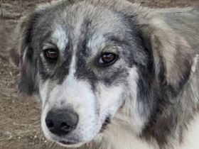 Eleonora, geb. ca. 11/2020, lebt in GRIECHENLAND, auf einem Gelände, auf dem die Hunde notdürftig ve