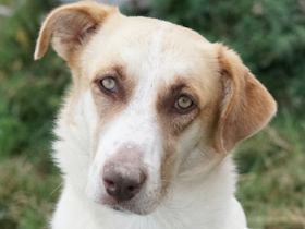 Evi, geb. ca. 06/2020, lebt in GRIECHENLAND, im städt. Tierheim Serres