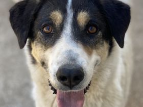 Fanny, geb. ca. 04/2021, lebt in GRIECHENLAND, im städt. Tierheim Serres