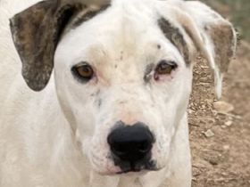 Gabriele, geb. ca. 10/2016, GRIECHENLAND, ein Gelände, auf dem die Hunde notdürftig versorgt werden