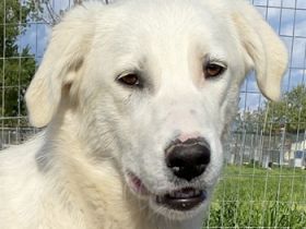 Gwendolyn, geb. ca. 04/2021, lebt in GRIECHENLAND, im städt. Tierheim Serres