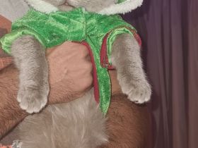 Hallo, das ist Tommy, ein reinrassiger Brite