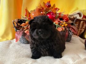 Chow Chow welpen mit Stammbaum (FCI züchter)