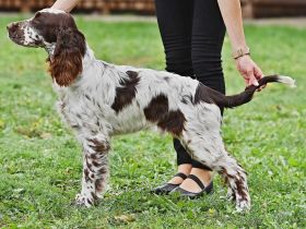Englsih Springer Spaniel