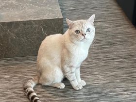 BKH KATER SUCHT NEUE DOSENÖFFNER