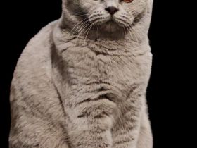 Bkh Kitten mit Stammbaum